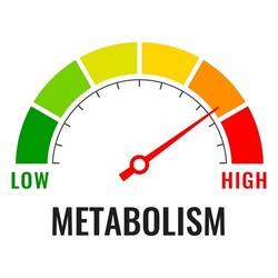 Metabolism level meter, vector illustration on white background. Gauge indicates the high level of metabolism.