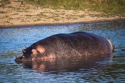 Big hippo lying in a pond