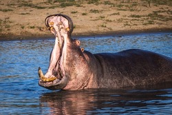 Big hippo doing a yawn in a pond