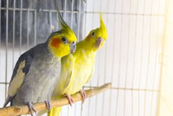 Yellow and black parrots corella is sitting on a swing in the cage
