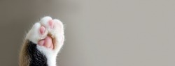 Cat's paw extreme closeup on beige background. Pet care banner. Selective focus, copy space