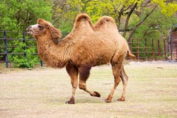 The Bactrian camel eating, Camelus bactrianus, large, even-toed ungulate native to the steppes of Central Asia. The Bactrian camel has two humps on its back, in contrast to the single-humped dromedary