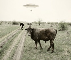 Landscape with cows and UFO