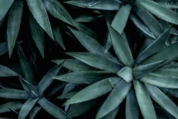 closeup agave cactus, abstract natural pattern background and textures, dark blue toned 