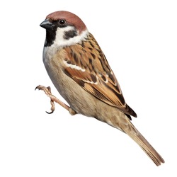 Tree Sparrow (Passer montanus) is in the nature. Russia