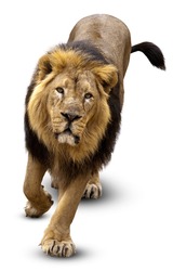 The Lion (Panthera leo)  in front of white background, isolated.