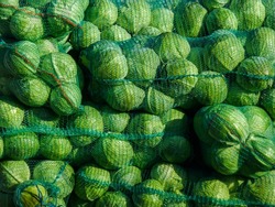 Cabbage harvest. Wholesale market business selling food. Green fresh cabbage in bags on the market. Wholesales of cabbage. Vegetarian component foods.