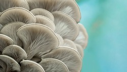 Texture of oyster mushrooms on a blue background. Edible mushrooms close-up. Biological background. Eco food.