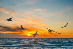 Seagulls in flight over sea at sunset - beautiful frozen motion with copy space