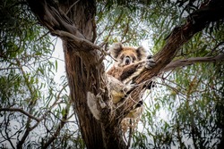 Koala hugging a tree on Raymond Island, Victoria, Australia