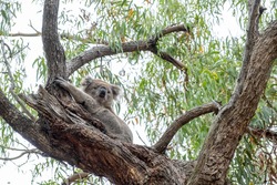 Cute Koala higging a tree on Raymond Island, Australia