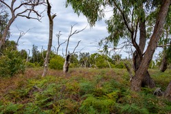 Native Australian landscape on Raymond Island, Victoria, Australia