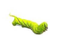Green caterpillar, worm isolated on white background. A photo of a green high-resolution caterpillar filmed in a studio room.