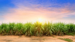 Sugarcane field at sunset. sugarcane is a grass of poaceae family. it taste sweet and good for health. Well known as tebu in malaysia