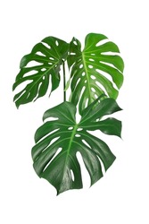 Dark green leaves of monstera or split leaf philodendron (Monstera deliciosa) tropical foliage plant growing in forest isolated on a white background, Monstera Deliciosa plant leaves. web designs. 