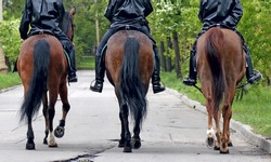 three horses with equestrians in a police form, the rear view