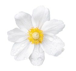 White Anemone Flower Isolated on White Background