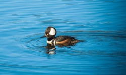 The hooded merganser is a species of fish-eating duck in the subfamily Anatinae.