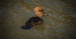 The hooded merganser is a species of fish-eating duck in the subfamily Anatinae.
