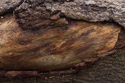 old tree trunk with brown patterns and partly peeled bark forest background for design