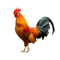 Beautiful rooster isolated on white background. 