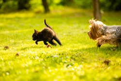 Small doggy chasing cute black kitten on the lawn