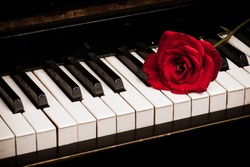 Retro piano keyboard and red rose closeup
