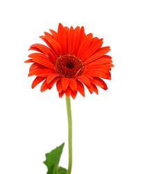 beautiful red gerbera flower isolated on white background