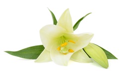 Beautiful white easter lily flower isolated on white background