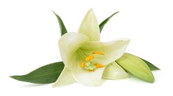 beautiful easter lily flower isolated on white background