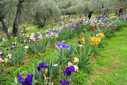 variety of irises blooming in the beautiful Iris Garden located at Piazzale Michelangelo in the city of Florence in Italy