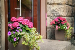  plants and flowers in pots on a doorstep leading to a garden or patio.