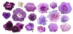 Set of roses isolated on the white background