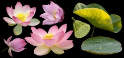 All Sweet Lotus Flowers Leaf  Cut on Black PNG