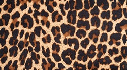 background with leopard texture, close up