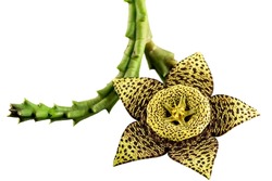 Starfish Cactus, Stapelia grandiflora, is a succulent plant with five petaled flowers that exude a rather unpleasant odor. Flowers are red to brown and may be mottled with a couple of colours.