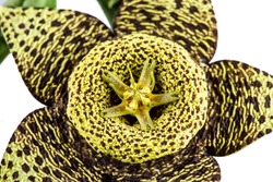 Starfish Cactus, Stapelia grandiflora, is a succulent plant with five petaled flowers that exude a rather unpleasant odor. Flowers are red to brown and may be mottled with a couple of colours.