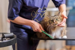 Cat grooming, combing wool. Express molt. Beautiful cat in a beauty salon. Grooming animals, combing hair. master of grooming cats.