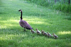 Mother goose leads gosslings across field toward water.
