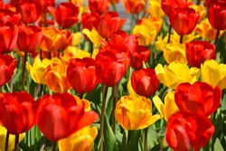 Red and yellow tulips in the Garden under the sunny day in the spring time at Arendal city, Norway. 