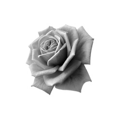 Beautiful black and white rose flower isolated on white background
