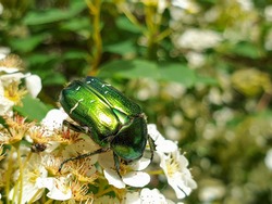 Shiny metallic green and gold colors of European rose chafer (Cetonia aurata) or green rose chafer insect on plant in garden pollinating vegetation, in summer