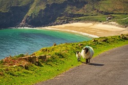 A sheep and lamb walking at the beach in County Mayo. Ireland