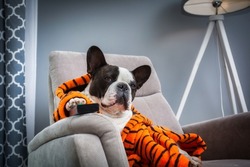 French bulldog in orange tiger bathrobe watch tv on the arm chair with remote control