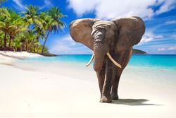 African elephant walking on tropical beach