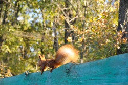 red squirrel on fence