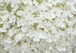 white flowers.