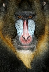 Close up portrait of baboon monkey