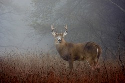 White-tailed deer buck with huge neck  and antlers standing on alert in the foggy woods during the rut in autumn in Ottawa, Canada