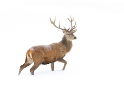 Red deer stag isolated on white background walking through the winter snow in Canada